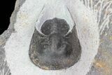 Bargain, Scotoharpes Trilobite - Boudib, Morocco #75569-2